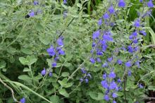 Salvia 'Cookie'