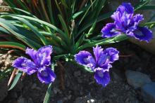 Iris douglasiana 'Harland Hand' x Unknown Pacific Iris