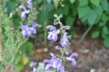 Salvia dentata