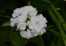 Dianthus barbatus