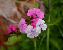 Dianthus barbatus