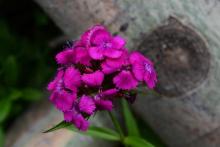 Dianthus barbatus