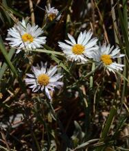  Erigeron caespitosus