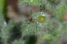 Hieracium villosum and arachnid