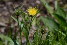 Hieracium intybaceum