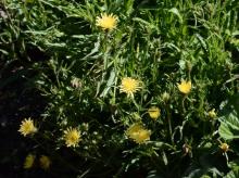 Hieracium intybaceum