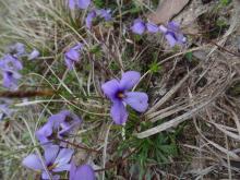 Viola pedata