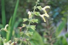 Salvia koyame