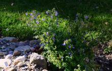 Polemonium boreale