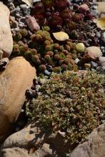 Potentilla nitida, Sempervivum