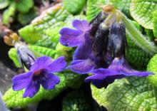 primula puzzle