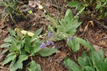 Salvia regeliana