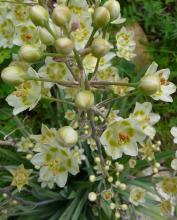 Zigadenus elegans