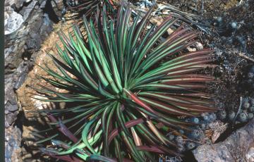 Agave colimana