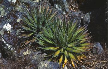 Agave filifera