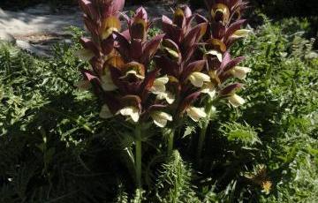 Acanthus syricus