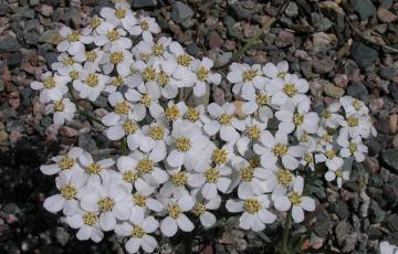 Achillea clavennae