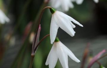 Acis autumnalis