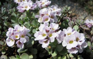 Aethionema oppositifolia