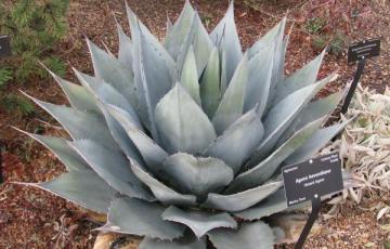 Agave parryi