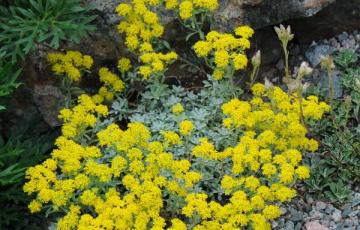 Alyssum pulvinare