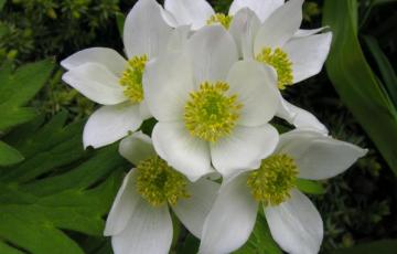 Anemone narcissiflora