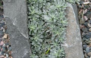 Antennaria alpina