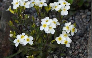 Arabis flaviflora