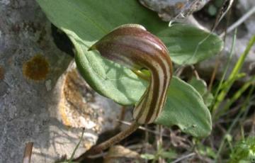 Arisarum vulgare