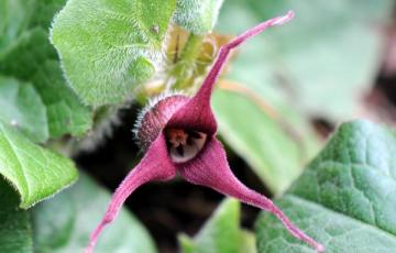 Asarum caudatum