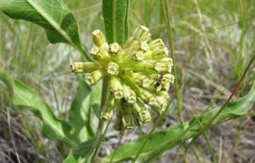 Asclepias viridiflora