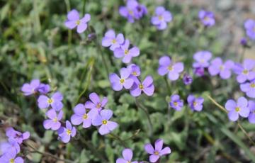 Aubrieta pinardii