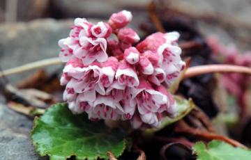 Bergenia ciliata