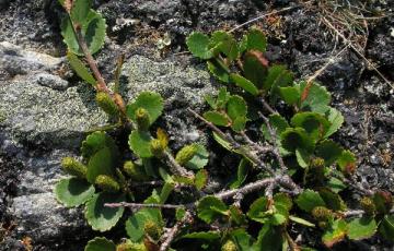 Betula pumila