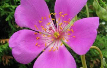 Calandrinia grandiflora