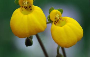 Calceolaria biflora