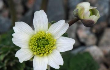 Callianthemum coriandrifolium