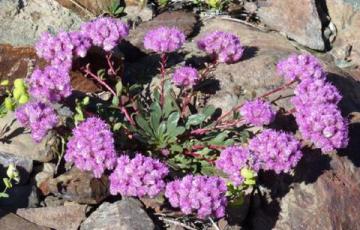 Calyptridium umbellatum