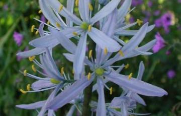 Camassia cusickii