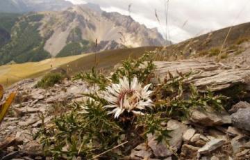 Carlina acaulis