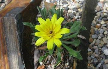 Catananche caespitosa