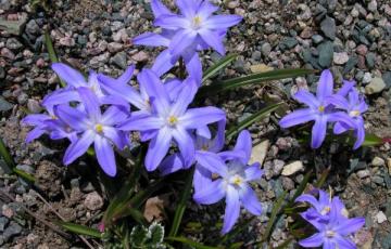 Chionodoxa forbesii