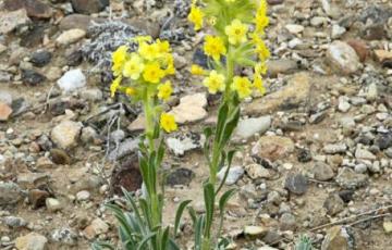 Cryptantha flava