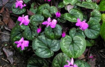 Cyclamen coum