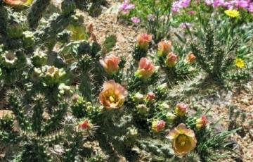 Cylindropuntia viridiflora