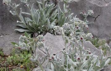 Cynoglossum cheirifolium