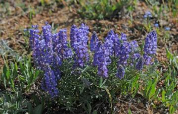 Lupinus argenteus