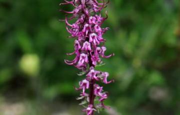 Pedicularis groenlandica