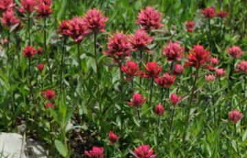 Castilleja miniata