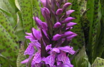 Dactylorhiza praetermissa subsp. majalis